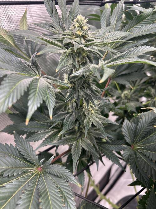 Dream Widow (DWC). Week 11