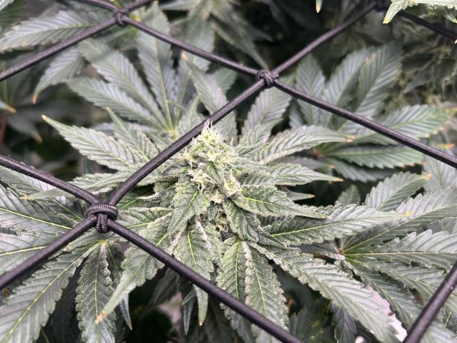 Dream Widow (DWC). Week 11