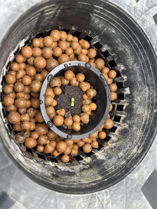 White Rhino (DWC). Week 0 - Ready to grow!