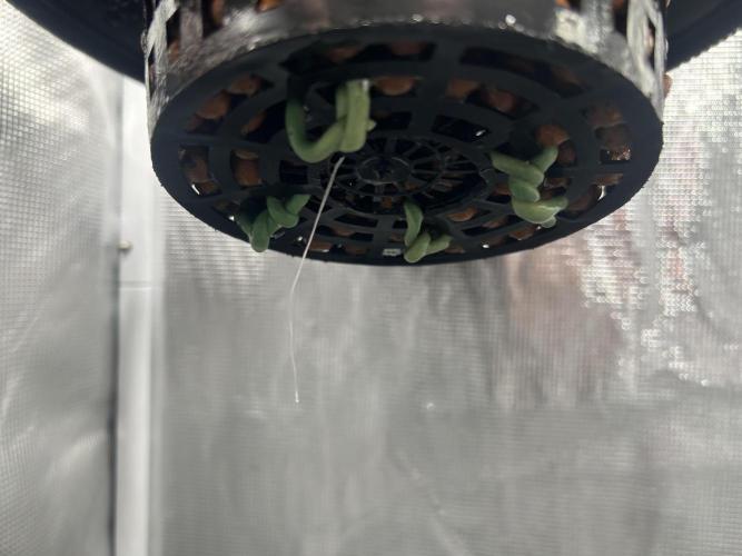 Golden Tiger (DWC). Week 1 - A single root, for now.