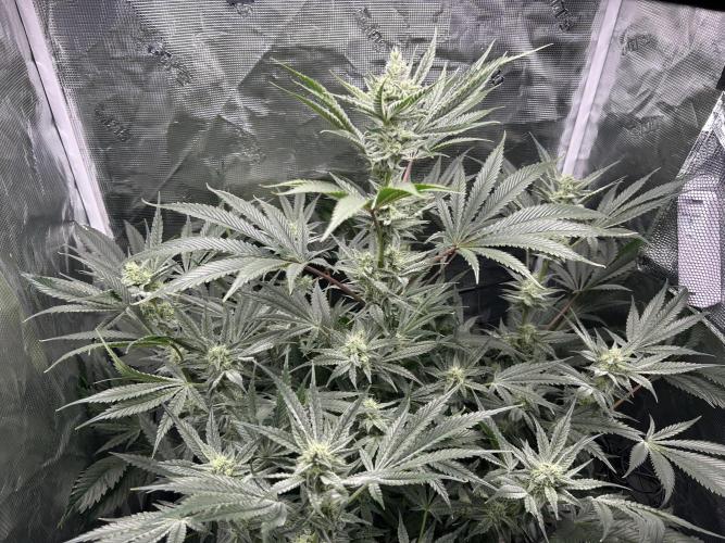 Godfather Bomb (DWC). Week 10