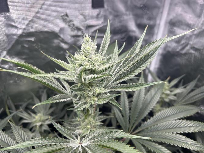 Godfather Bomb (DWC). Week 10
