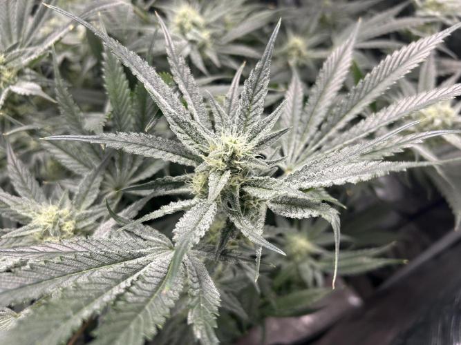 Godfather Bomb (DWC). Week 10
