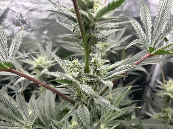 Godfather Bomb. Week 10