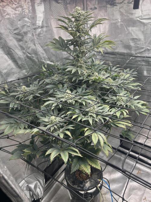 Dream Widow (DWC). Week 12