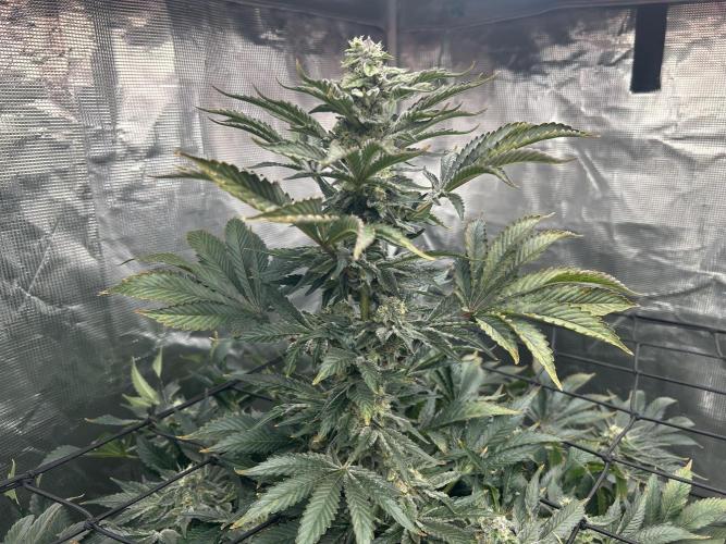 Dream Widow (DWC). Week 12