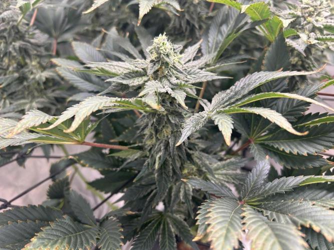 Dream Widow (DWC). Week 12