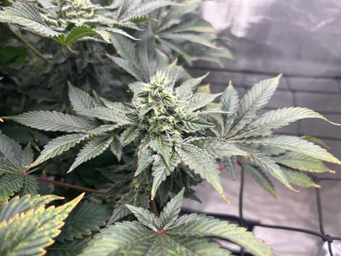 Dream Widow (DWC). Week 12