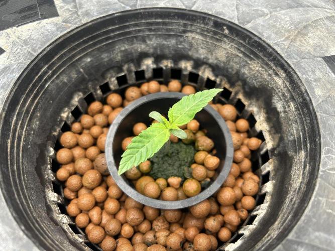 White Rhino (DWC). Week 1