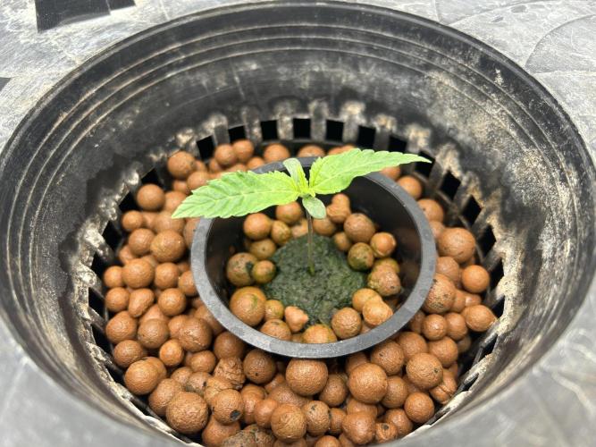 White Rhino (DWC). Week 1