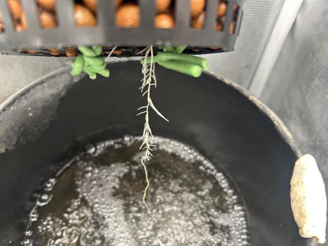 White Rhino (DWC). Week 1
