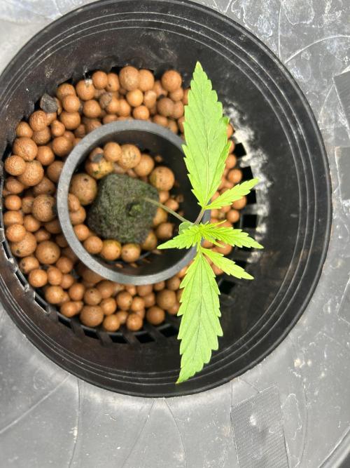 Golden Tiger (DWC). Week 2