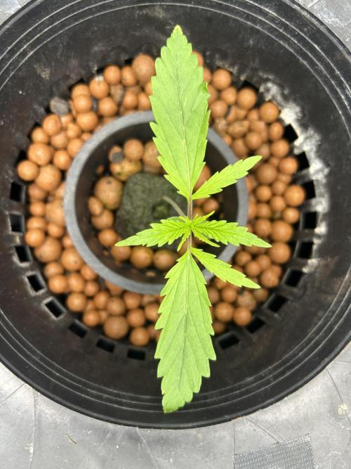 Golden Tiger (DWC). Week 2