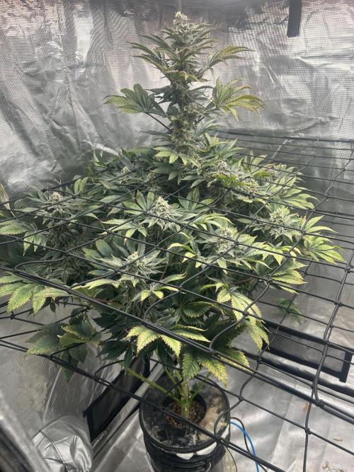 Dream Widow (DWC). Week 13