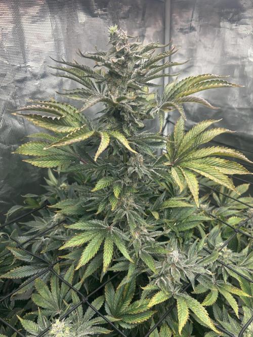 Dream Widow (DWC). Week 13