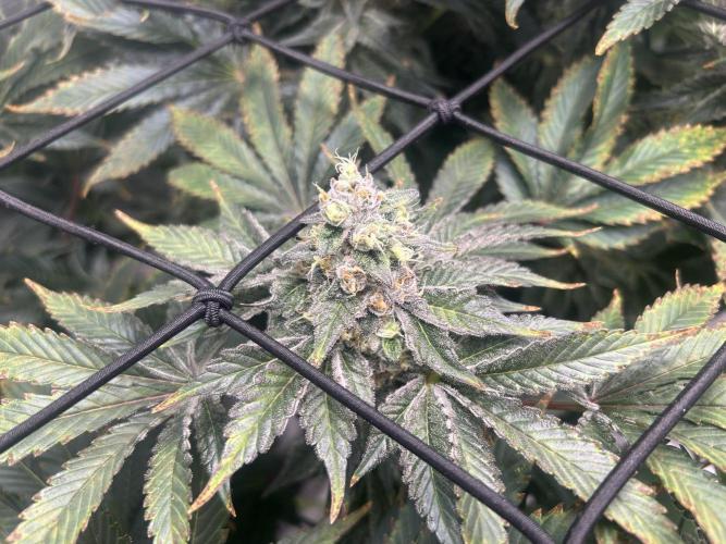 Dream Widow (DWC). Week 13