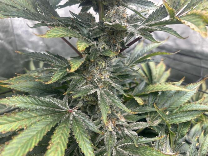 Dream Widow (DWC). Week 13