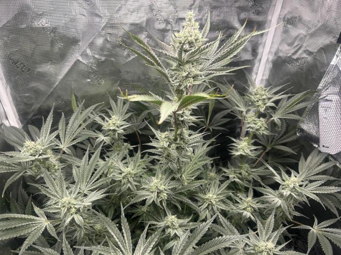 Godfather Bomb (DWC). Week 11