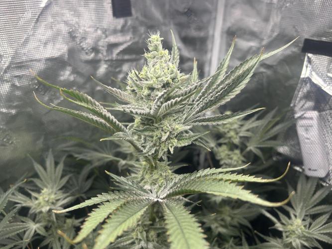 Godfather Bomb (DWC). Week 11