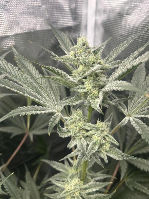 Godfather Bomb (DWC). Week 11