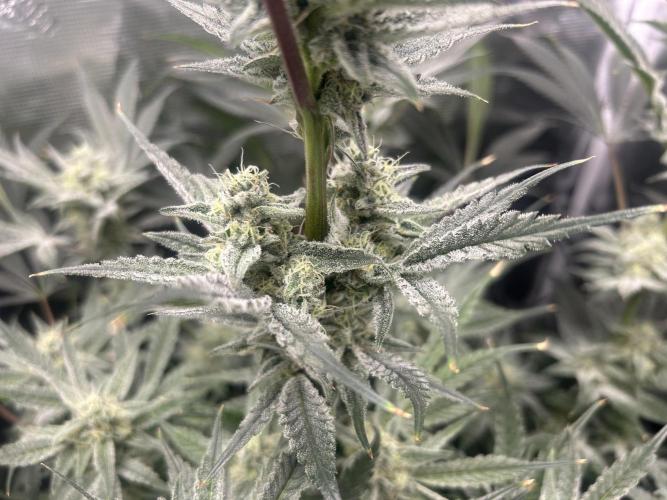 Godfather Bomb. Week 11