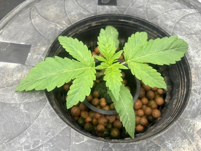 White Rhino (DWC). Week 2