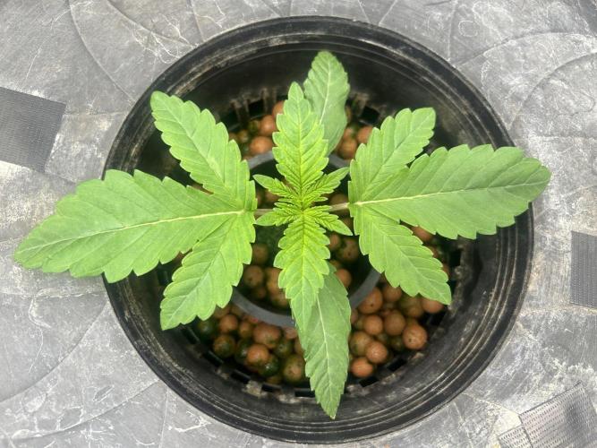 White Rhino (DWC). Week 2