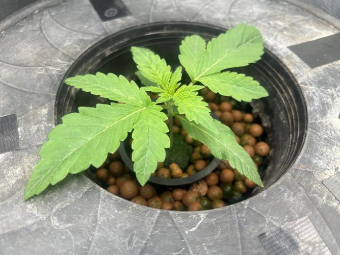 White Rhino (DWC). Week 2