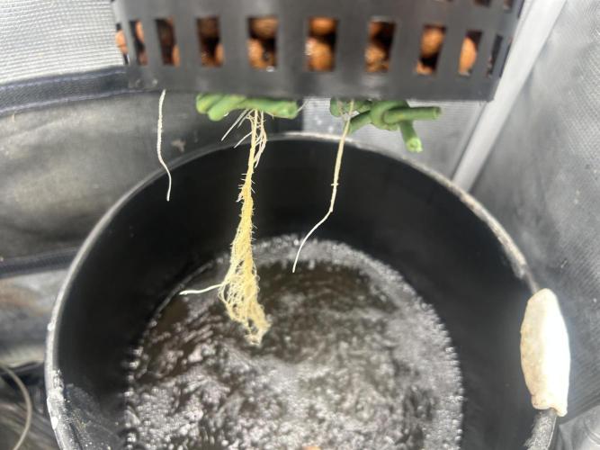 White Rhino (DWC). Week 2
