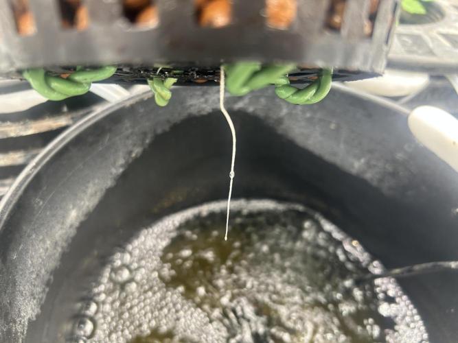 Maui Waui (DWC) 2. Week 1