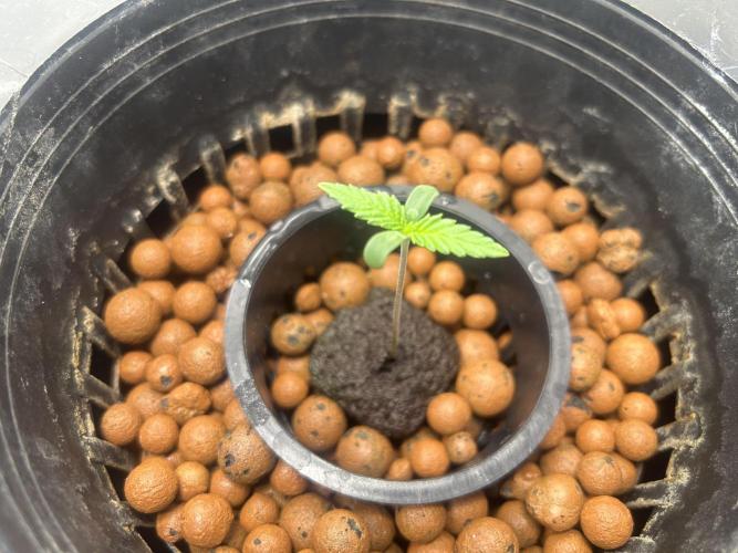 Maui Waui (DWC) 2. Week 1