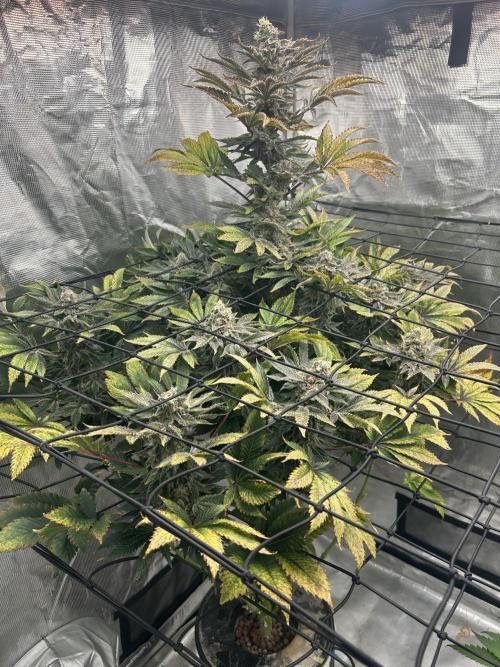 Dream Widow (DWC). Week 14