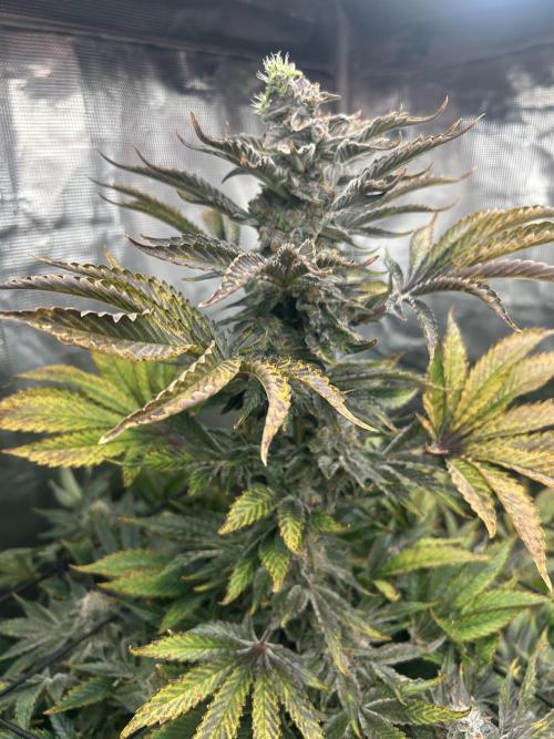 Dream Widow (DWC). Week 14