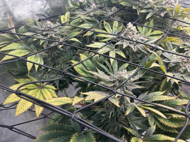 Dream Widow (DWC). Week 14