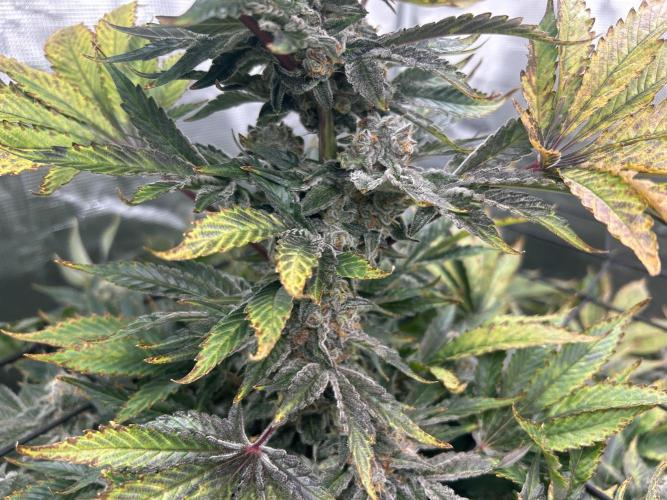 Dream Widow (DWC). Week 14