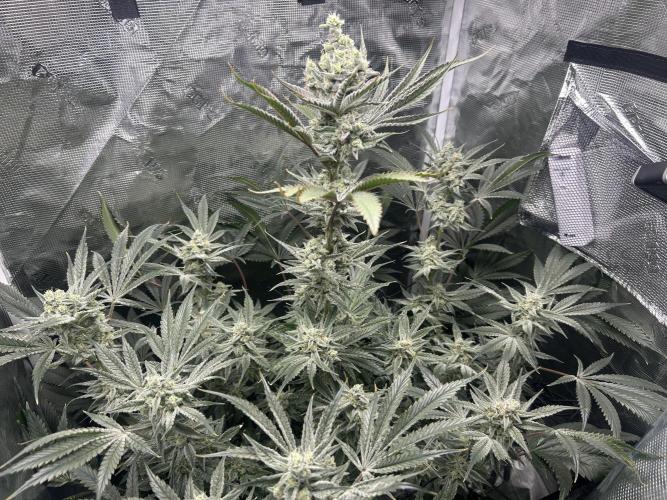 Godfather Bomb (DWC). Week 12