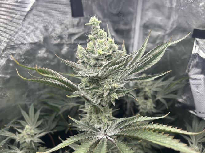 Godfather Bomb (DWC). Week 12