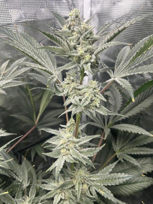 Godfather Bomb (DWC). Week 12