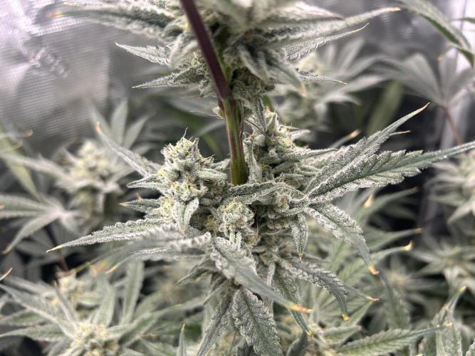 Godfather Bomb. Week 12