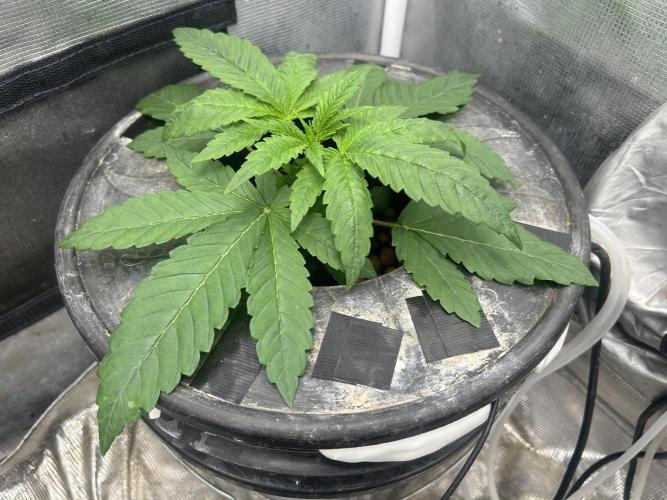 White Rhino (DWC). Week 3