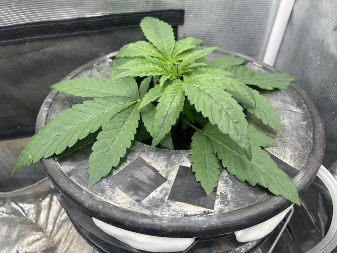 White Rhino. Week 3
