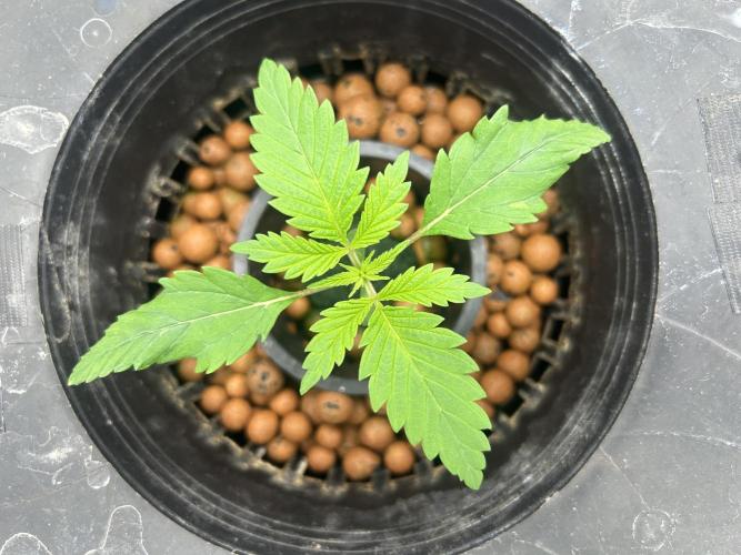 Maui Waui (DWC) 2. Week 2