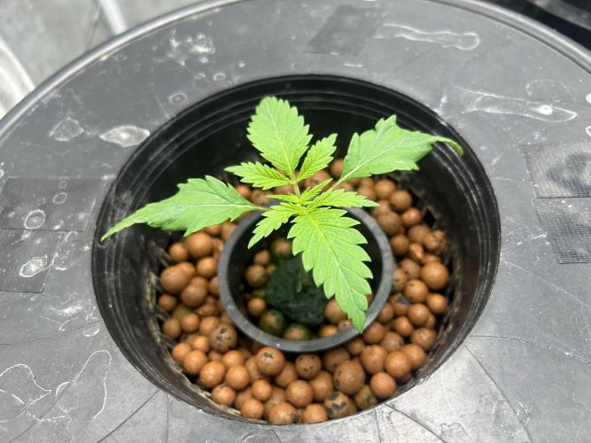 Maui Waui (DWC) 2. Week 2