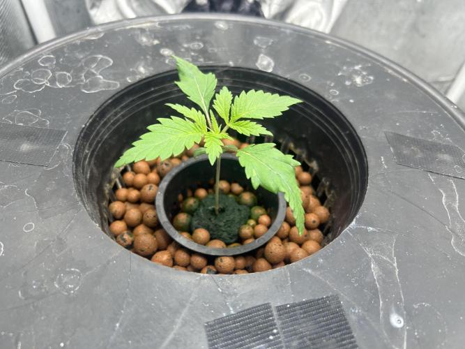 Maui Waui (DWC) 2. Week 2