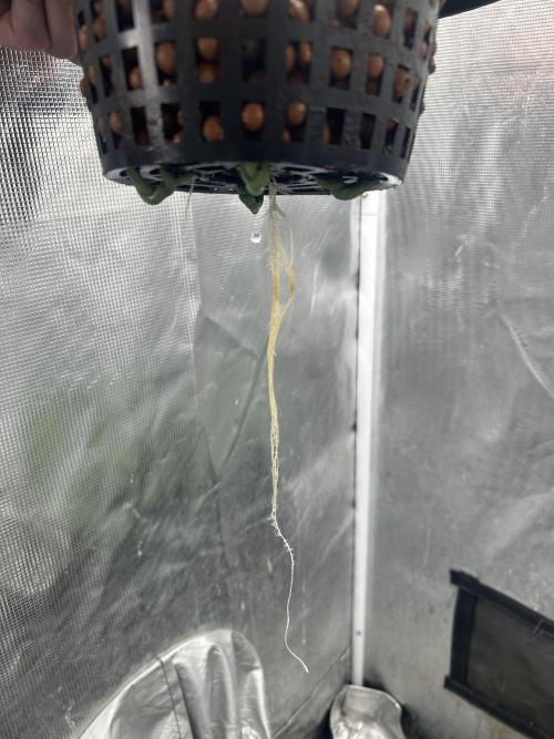 Maui Waui (DWC) 2. Week 2