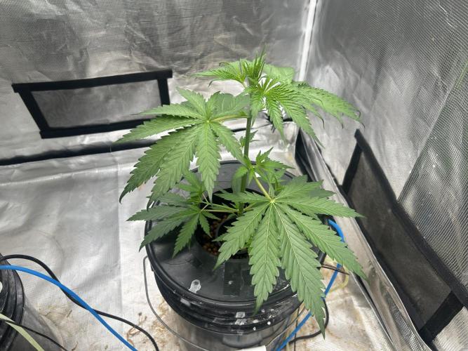 Golden Tiger (DWC). Week 4