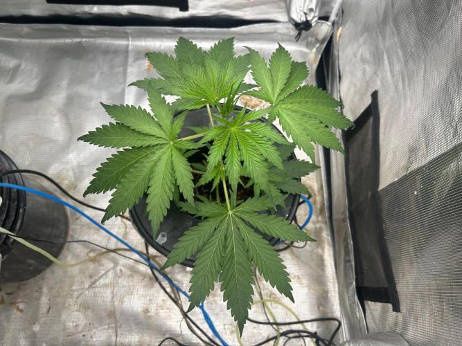 Golden Tiger (DWC). Week 4