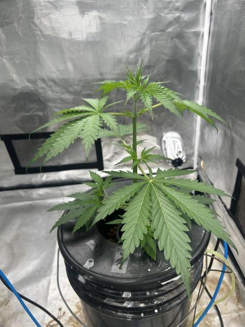 Golden Tiger (DWC). Week 4