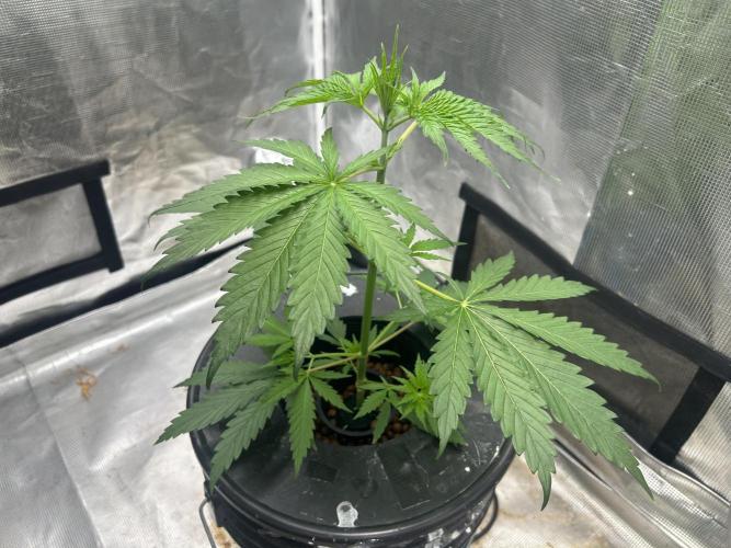 Golden Tiger (DWC). Week 4