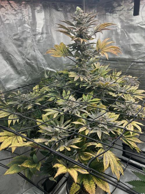Dream Widow (DWC). Week 15